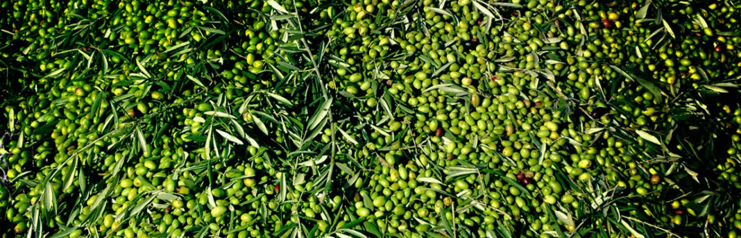 A close up of a bunch of green olives used in making olive oil.