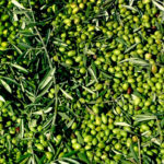 A close up of a bunch of green olives used in making olive oil.