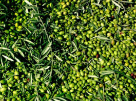 002: Extra Virgin Olive Oil: Everything you always wanted to know and never knew to ask A close up of a bunch of green olives used in making olive oil.