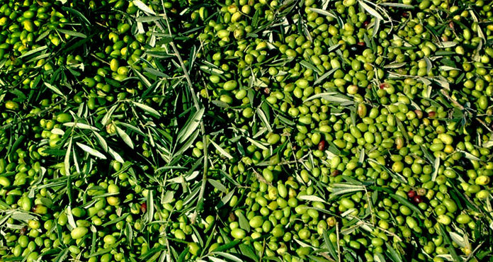 002: Extra Virgin Olive Oil: Everything you always wanted to know and never knew to ask A close up of a bunch of green olives used in making olive oil.