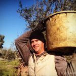 A man carrying a bucket in an olive orchard, demonstrating how to make olive oil.