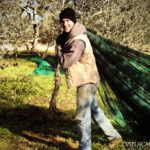 A man using a green net to harvest olives from an olive tree, explaining how to make olive oil.