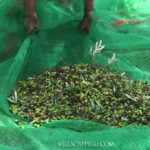 A woman is using a green netting to make olive oil from olives.