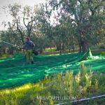 A man demonstrating how to make olive oil using a green net in the middle of an olive grove.