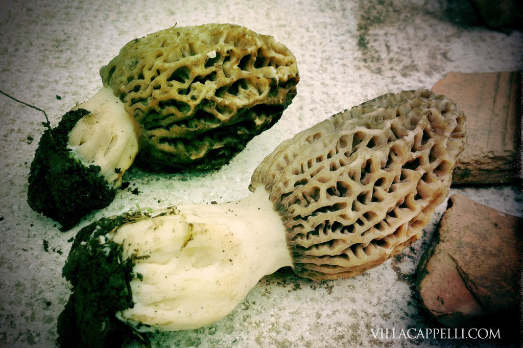 Morels 1