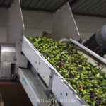 Olives are sorted on a conveyor belt in a factory to produce olive oil.