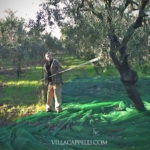 A man harvesting olives in an orchard.