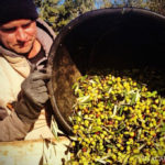 A man collecting olives.