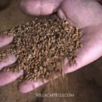 A person’s hand holding a pile of dirt, demonstrating the process of how to make olive oil.