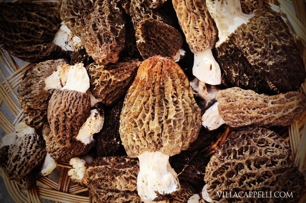 morels 2