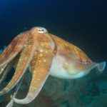 Easter in Italy Cuttlefish