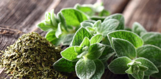 5 Oregano Health Benefits You Probably Didn’t Know Oregano Health Benefits FB