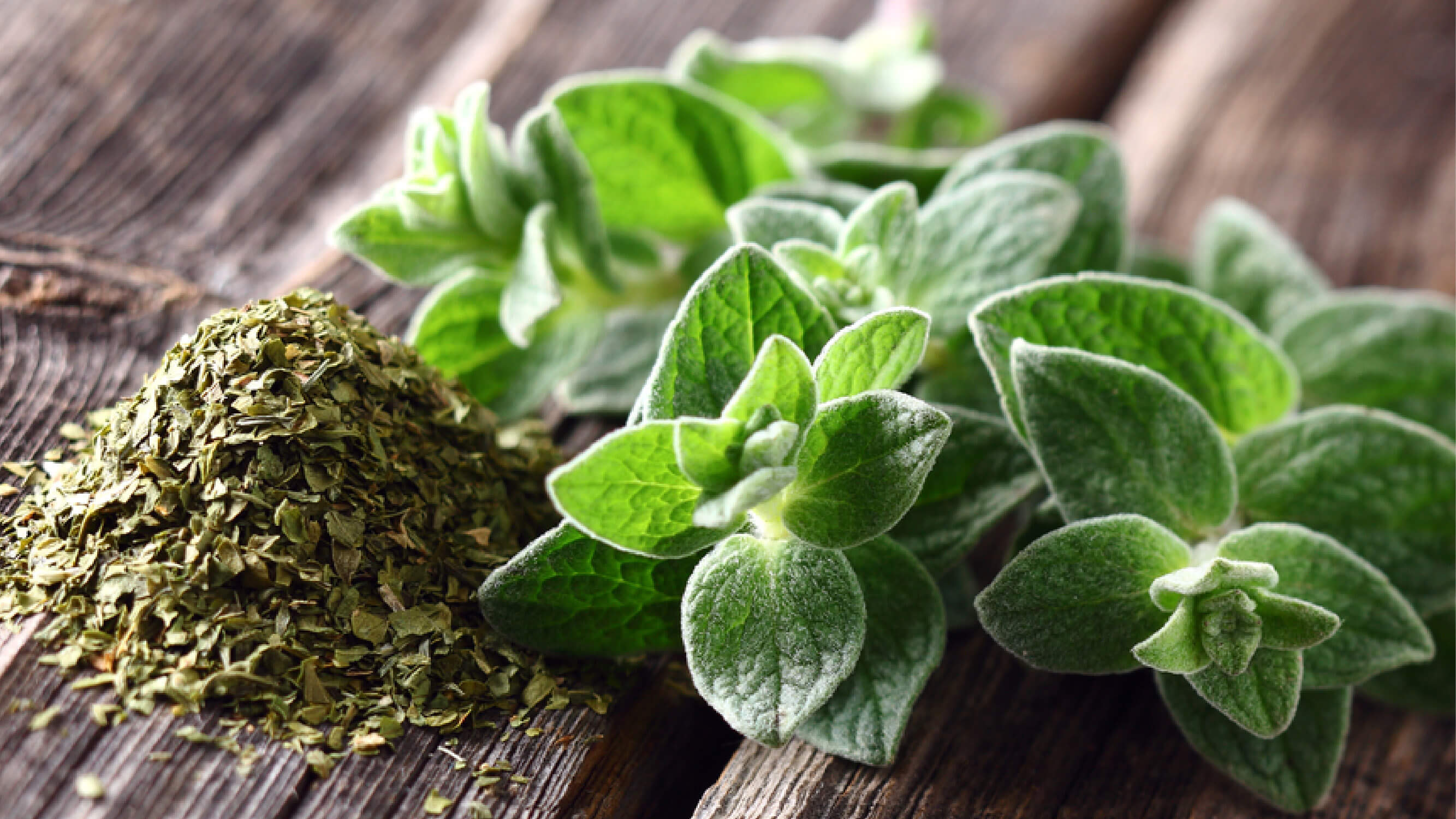 Is Oil Of Oregano Good For Dogs