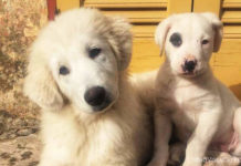 055: Spring in Puglia Spring In Puglia (1)