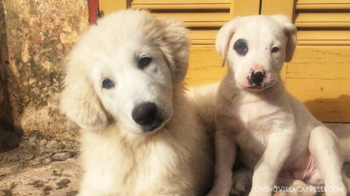 055: Spring in Puglia Spring In Puglia (1)