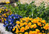 063: Caremongering, the virus, and gardening — oh my! Villa Cappelli Italian Garden