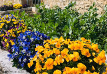 063: Caremongering, the virus, and gardening — oh my! Villa Cappelli Italian Garden