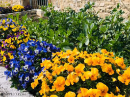 063: Caremongering, the virus, and gardening — oh my! Villa Cappelli Italian Garden