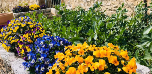 063: Caremongering, the virus, and gardening — oh my! Villa Cappelli Italian Garden